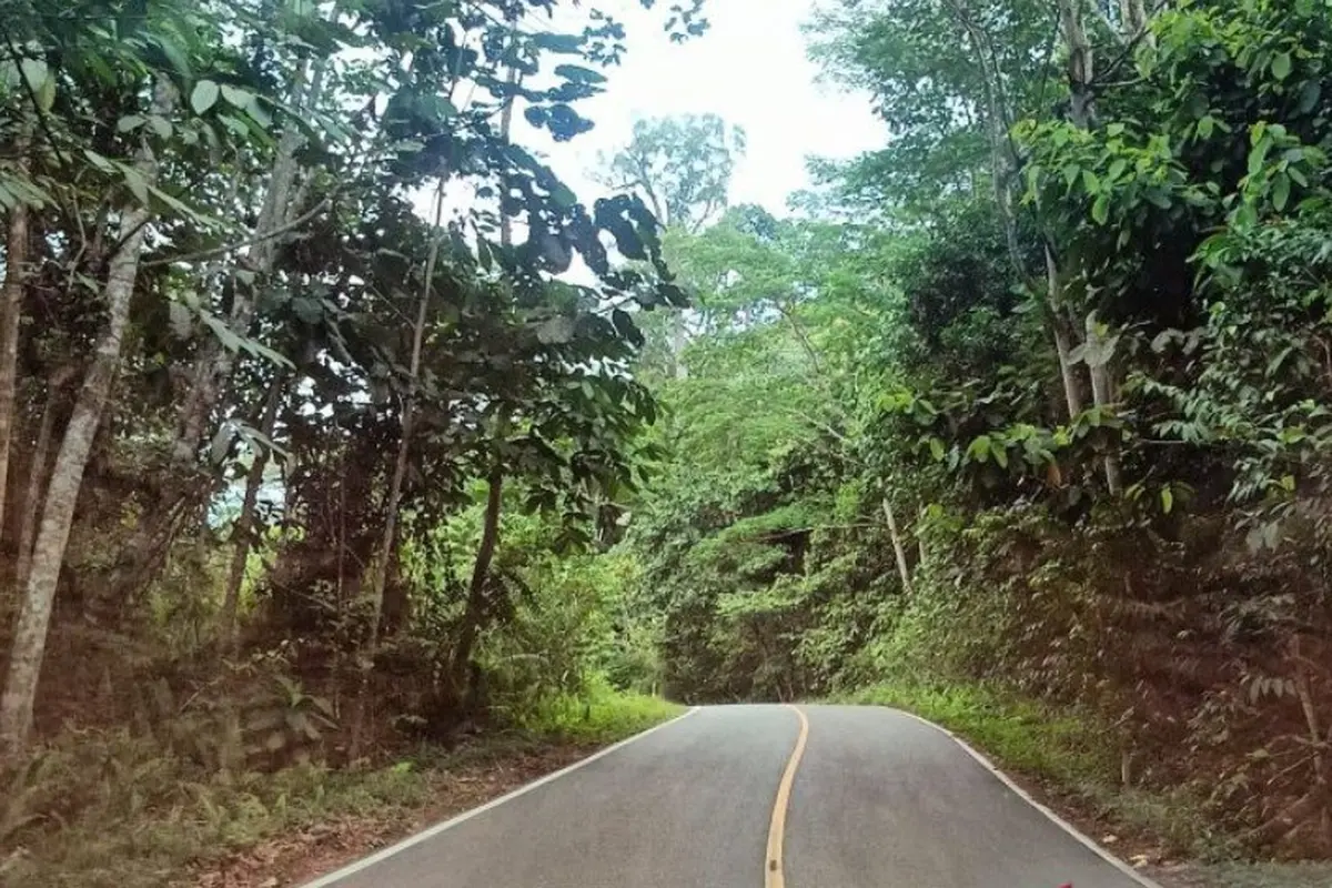 Jalan poros Berau-Kutai Timur yang melewati bentang hutan hujan tropis Wehea-Kelay.