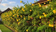 8 Jenis Tanaman Rambat Cepat Tumbuh untuk Pagar Rumah Biar Tidak Panas