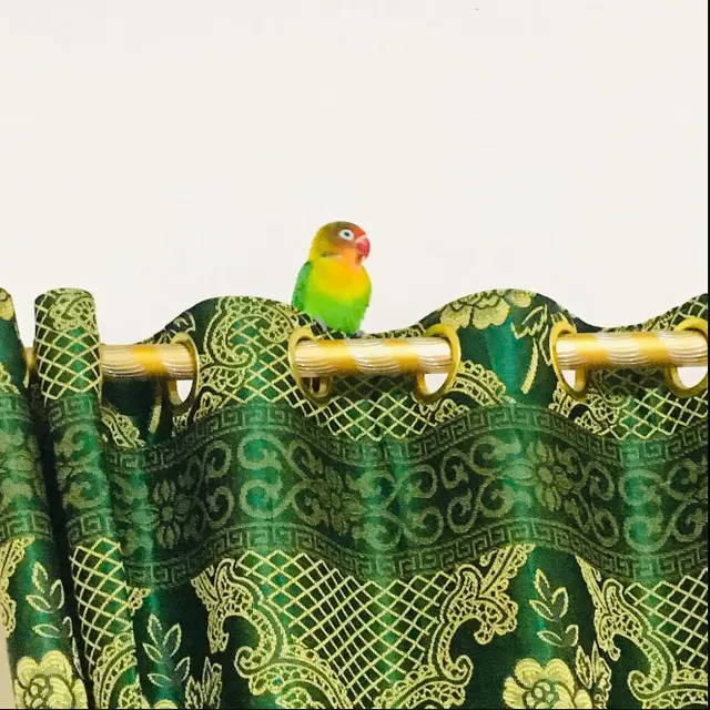 6 Potret Burung Nyasar ke Rumah Ini Bikin Kasihan Jika Harus Diusir