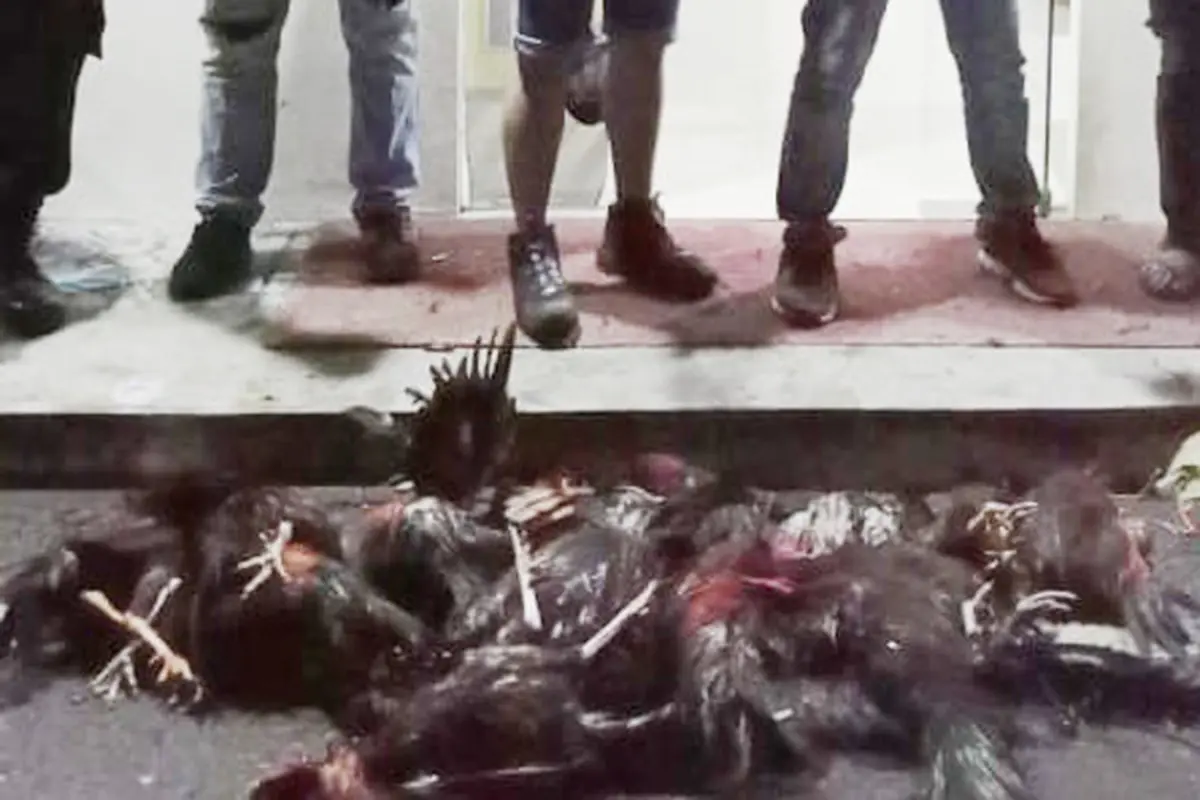 Belasan ekor ayam laga yang disembelih ioleh aparat Polres Minahasa Utara.