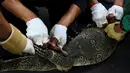 Pekerja taman mengikat biawak yang ditemukan di Taman Lumpini, Bangkok, Thailand, Selasa (20/9). Proses penangkapan biawak sepanjang hampir 2 meter itu menjadi perhatian pengunjung taman. (REUTERS / Athit Perawongmetha)