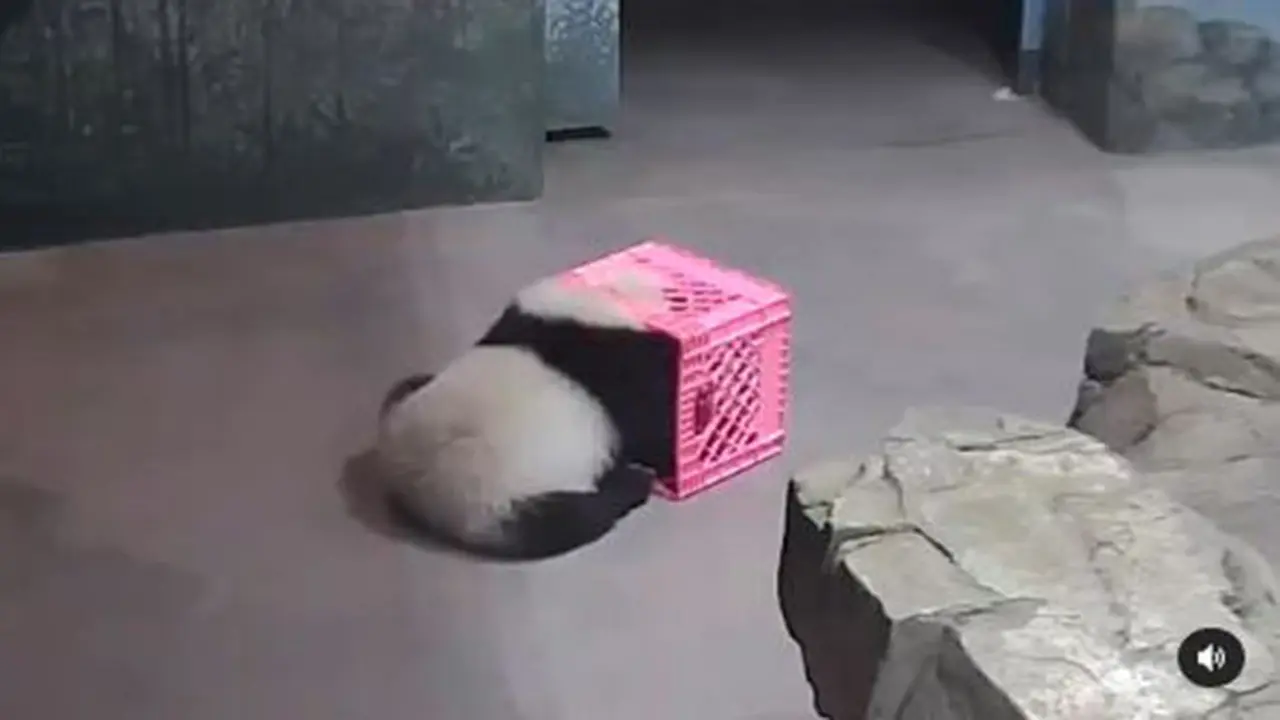 Anak panda Kebun Binatang Nasional di Washington