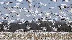 Angsa salju yang sedang bermigrasi terbang di atas sebuah ladang di Centreville, Maryland, pada 30 Januari 2024. (Jim WATSON/AFP)