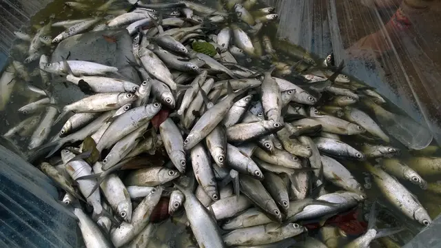 Ilustrasi ikan bandeng