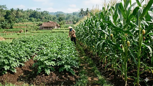 Tanaman pendamping kentang (Foto: Gemini AI)
