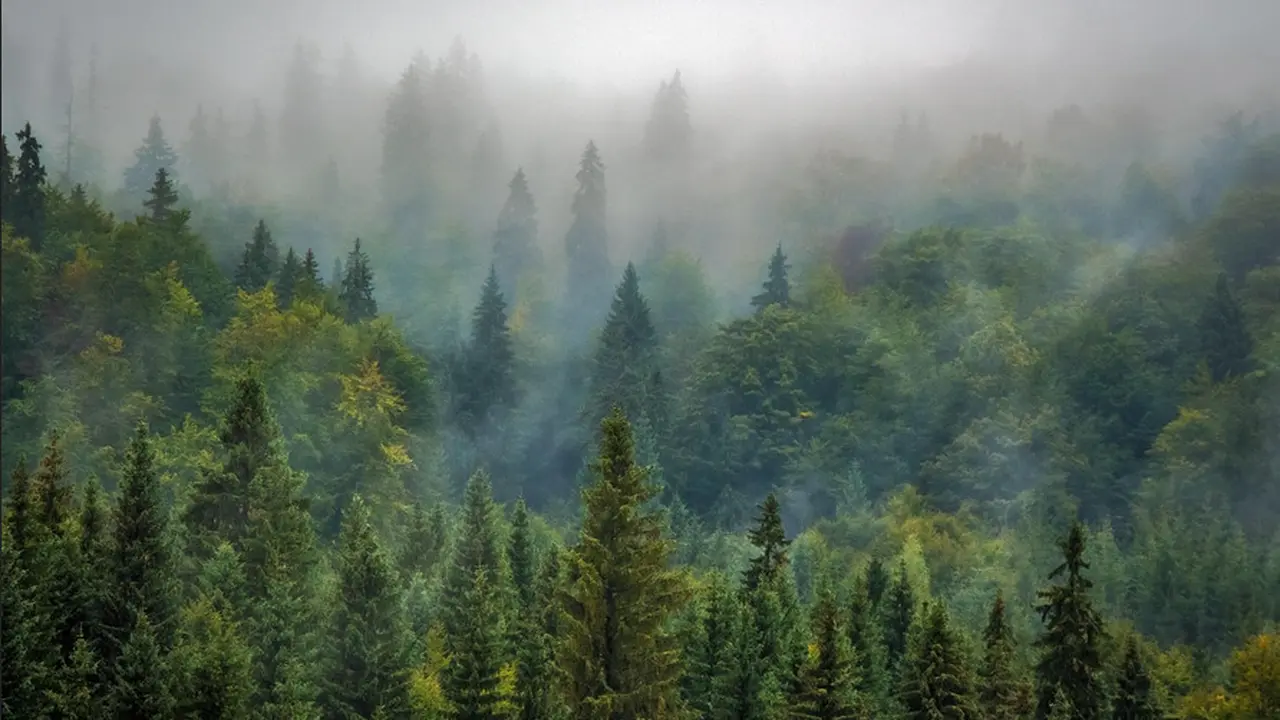 Forest