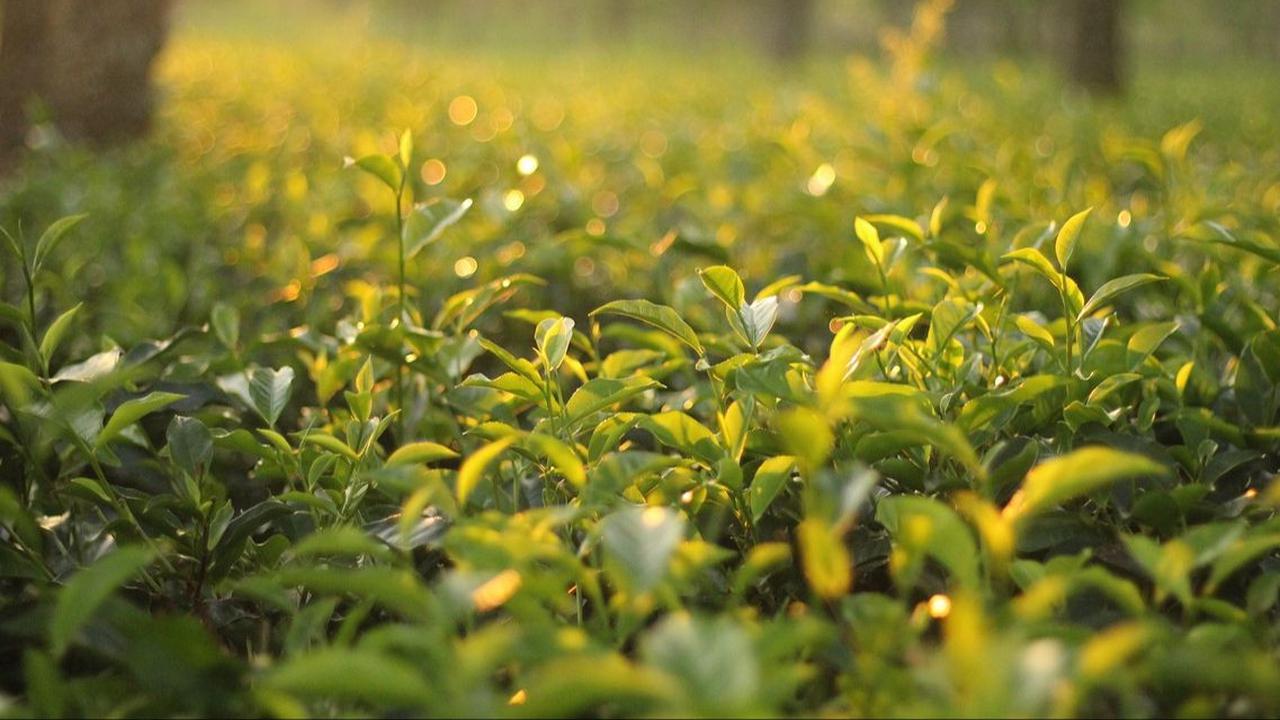 2. Kebun Teh Pagilaran