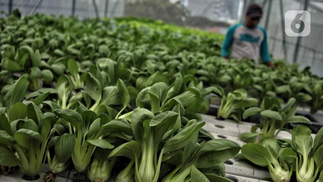Menyulap Atap Masjid Jadi Kebun Sayur Hidroponik dengan Sistem Smart Farming