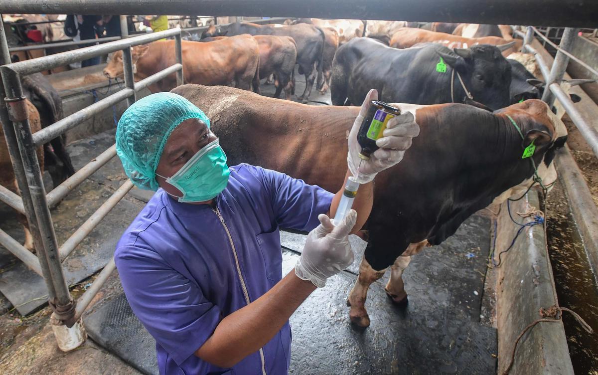 FOTO: Pemeriksaan Hewan Kurban Diperketat Jelang Idul Adha 1447 H
