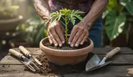 Cara Menanam Pepaya dari Biji agar Cepat Tumbuh dan Berbuah Lebat untuk Pemula
