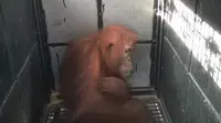 Pihak Yayasan Orangutan Sumateta Lestari - Orangutan Information Center (YOSL-OIC) melakukan evakuasi satu ekor orangutan sumatera yang diperkirakan berusia 3 hingga 4 tahun. (Liputan6.com/Reza Efendi)