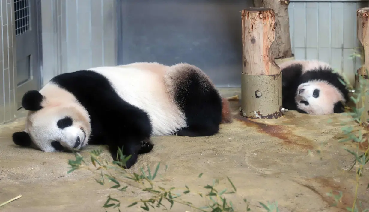 Panda Xiang Xiang (kanan) dan ibunya Shin Shin saat berada di Kebun Binatang Ueno di Tokyo, Jepang (18/12). Panda wanita Xiang Xiang yang lahir 6 bulan yang lalu di Jepang mulai diperlihatkan pada tanggal 18 Desember 2017. (AFP Photo/Yoshikazu Tsuno)