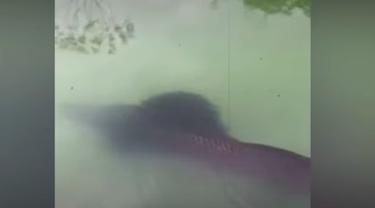 Tangkapan layar kemunculan ikan raksasa di Danau Pakis Lumajang (Liputan6.com/Istimewa)