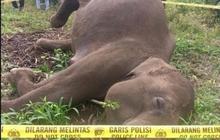 Kematian Gajah Sumatera Aceh Diduga Akibat Sengatan Listrik, Kemenhut Turun Tangan