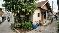 Rahasia Menumbuhkan Mangga Manis di Pekarangan Sempit, Ikuti 10 Langkah Ini