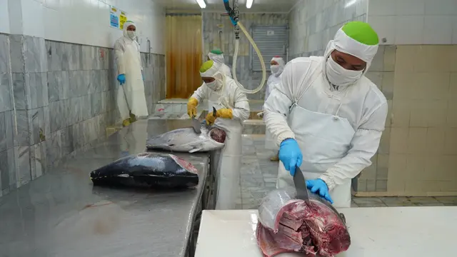 Ikan tuna