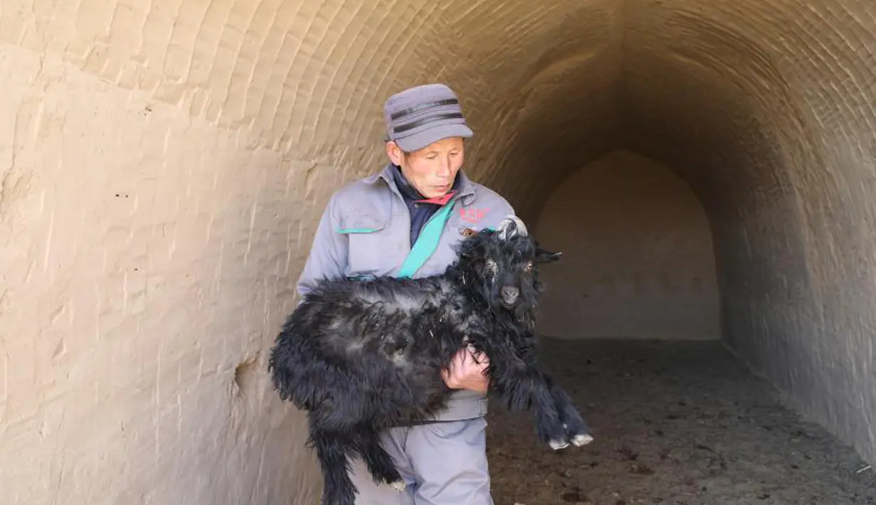 Seorang staf menggendong kambing di peternakan milik koperasi pembiakan kambing hitam di Desa Wangwan, wilayah Zhenyuan, Provinsi Gansu, China, 21 Januari 2021. Wilayah Zhenyuan mengubah gua tempat tinggal yang ditelantarkan menjadi kandang kambing dalam beberapa tahun terakhir. (Xinhua/Ma Sha)