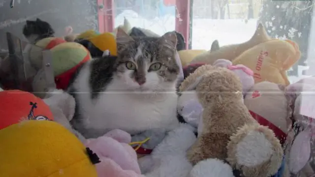 kucing vending-01
