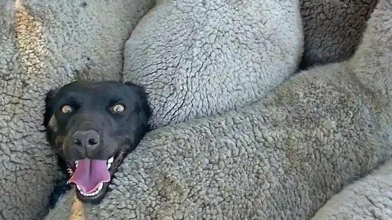 Sheepish Smile by Charlie Mackinnon, 2014&nbsp;