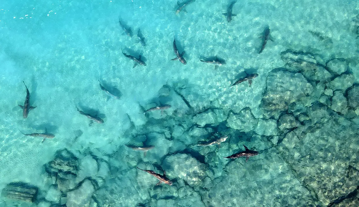 Hiu Sandbar berenang di laut Mediterania dekat kota pesisir Israel utara Hadera, pada 30 Desember 2022. Fenomena khusus ini menarik orang untuk kesempatan langka mengamati dari dekat hewan liar. (Photo by JACK GUEZ / AFP)