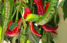 Manfaat Cayenne Pepper bagi Kesehatan, Kurangi Peradangan hingga Tingkatkan Stamina