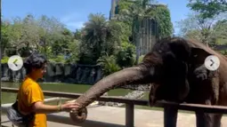 Bintang film Benyamin Biang Kerok 2 ini berusaha untuk memberi makan seekor gajah. Sayangnya hanya sampai diambil oleh belalainya. (Foto: Instagram/@ajil_ditto08)