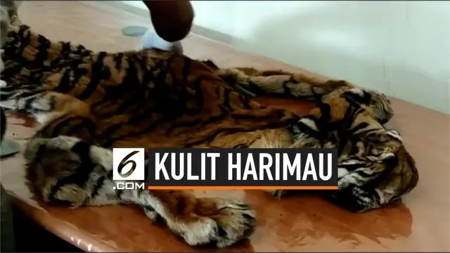 VIDEO: Terungkap, Penyelundupan Kulit Harimau di Bandara Sumatera Barat