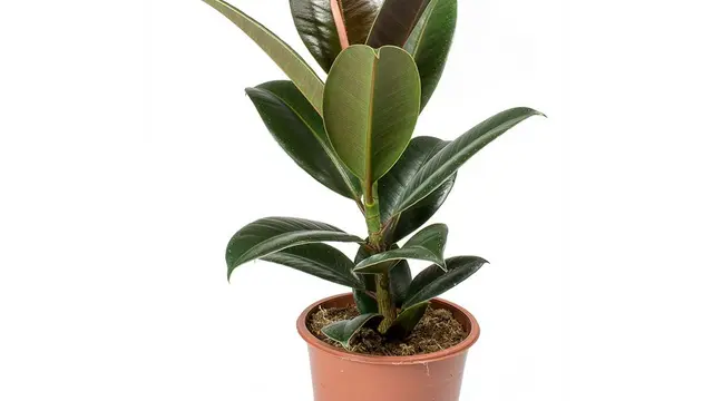 Ficus Elastica