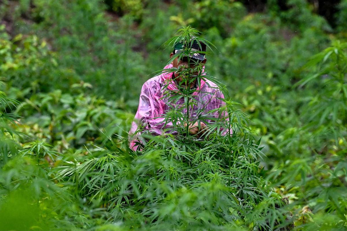 FOTO: TNI AD Bongkar Ladang Ganja di Pegunungan Aceh Besar