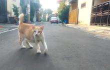 Viral Belasan Kucing Mati Mendadak di Malang