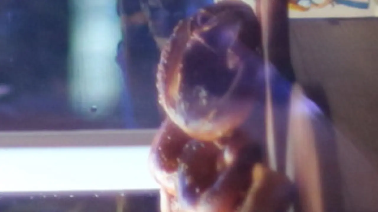 Pretzel