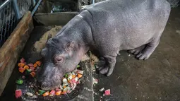 Fatima, seekor bayi kuda nil berumur dua setengah tahun memakan buah di sebuah kolam di Kebun Binatang Masaya, Nikaragua (6/9/2019). Kebun Binatang Nasional Nikaragua adalah rumah bagi setidaknya 900 hewan dari berbagai spesies. (AFP Photo/Inti Ocon)