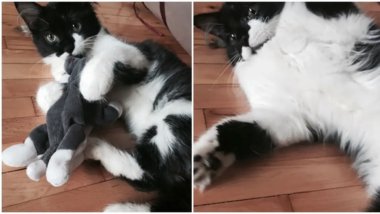 Punya Kebiasaan Unik, Kucing Ini Suka Main di Dalam Kulkas