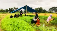 Petani sayur kangkung di Desa Bulotalangi Timur, kerap kali mengeluhkan hasil panen mereka yang tidak sesuai (Arfandi Ibrahim/Liputan6.com)