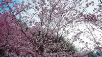 Bagi masyarakat Taiwan, Sakura adalah simbol dari keindahan (Liputan6.com/Teddy Tri Setio Berty