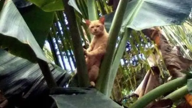 6 Tingkah Kucing Panjat Pohon Pisang Ini Bikin Geleng Kepala