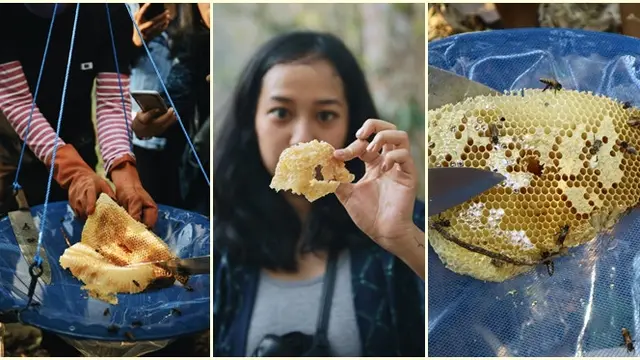 [Fimela] Panen Madu Hutan Flores
