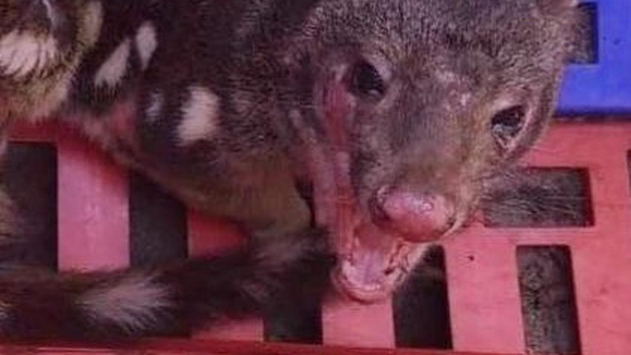 Quoll asli berhasil lolos dari kandang yang ditaruh oleh Tsai tetapi yang lain - atau kemungkinan yang sama - tertangkap di perangkap lain yang dipasang oleh National Parks and Wildlife Service (NPWS) pada hari Rabu.