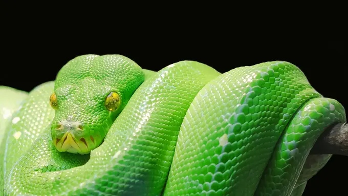 Arti Mimpi Ular Lainnya