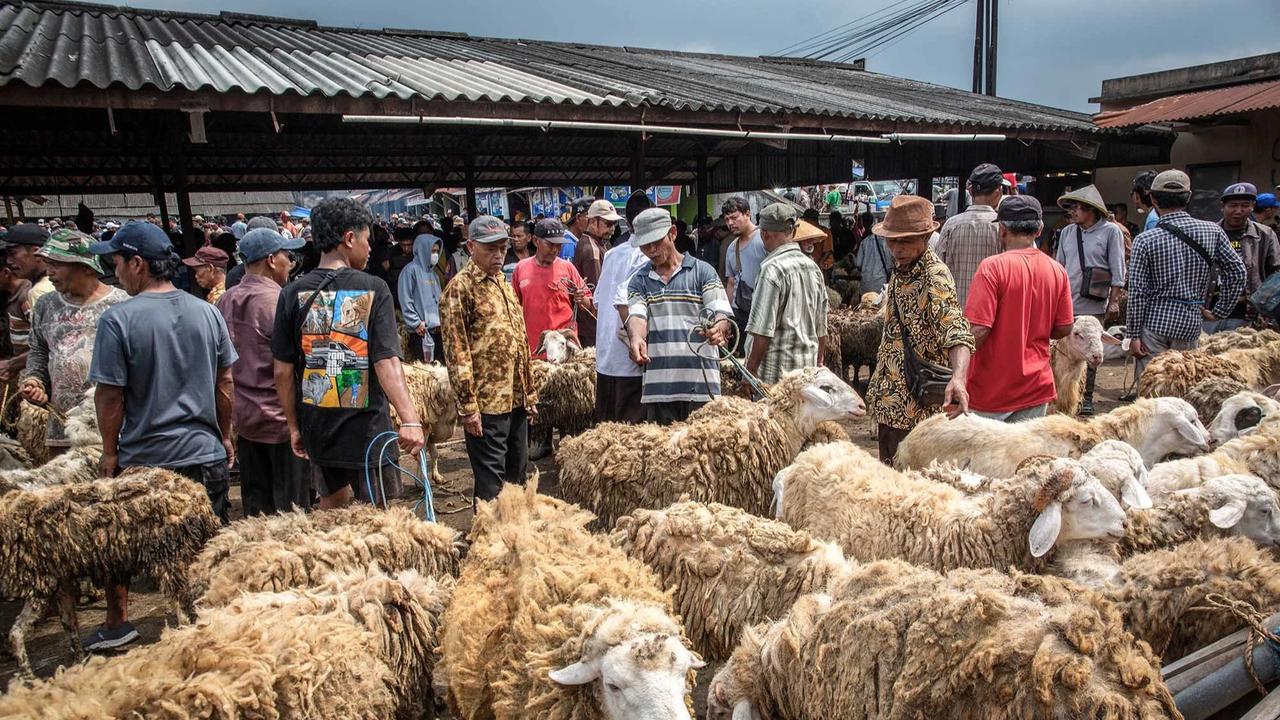 FOTO: Pasar Hewan Ternak Ambarawa Ramai Jelang Idul Adha