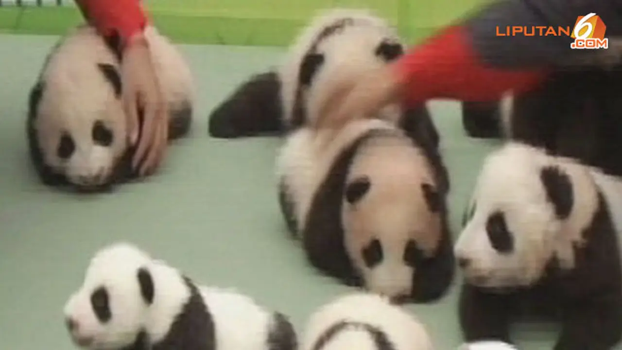 bayi-panda-130930-b.jpg