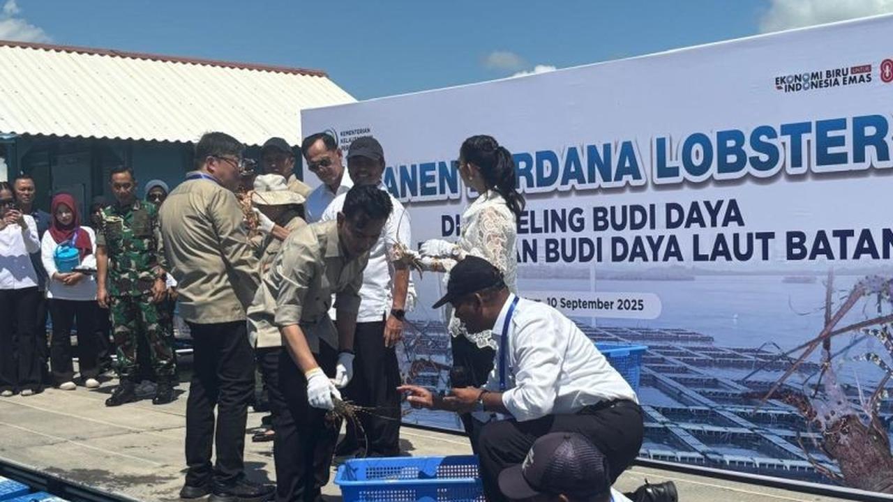 Wapres Gibran Minta Perpres Anti Penyelundupan Benih Lobster Segera Rampung, Mengapa Komoditas Ini Begitu Berharga?