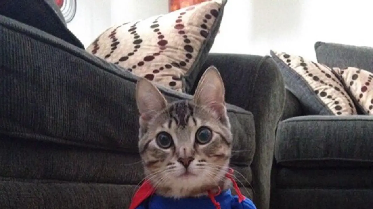 [Bintang] Kucing Halloween