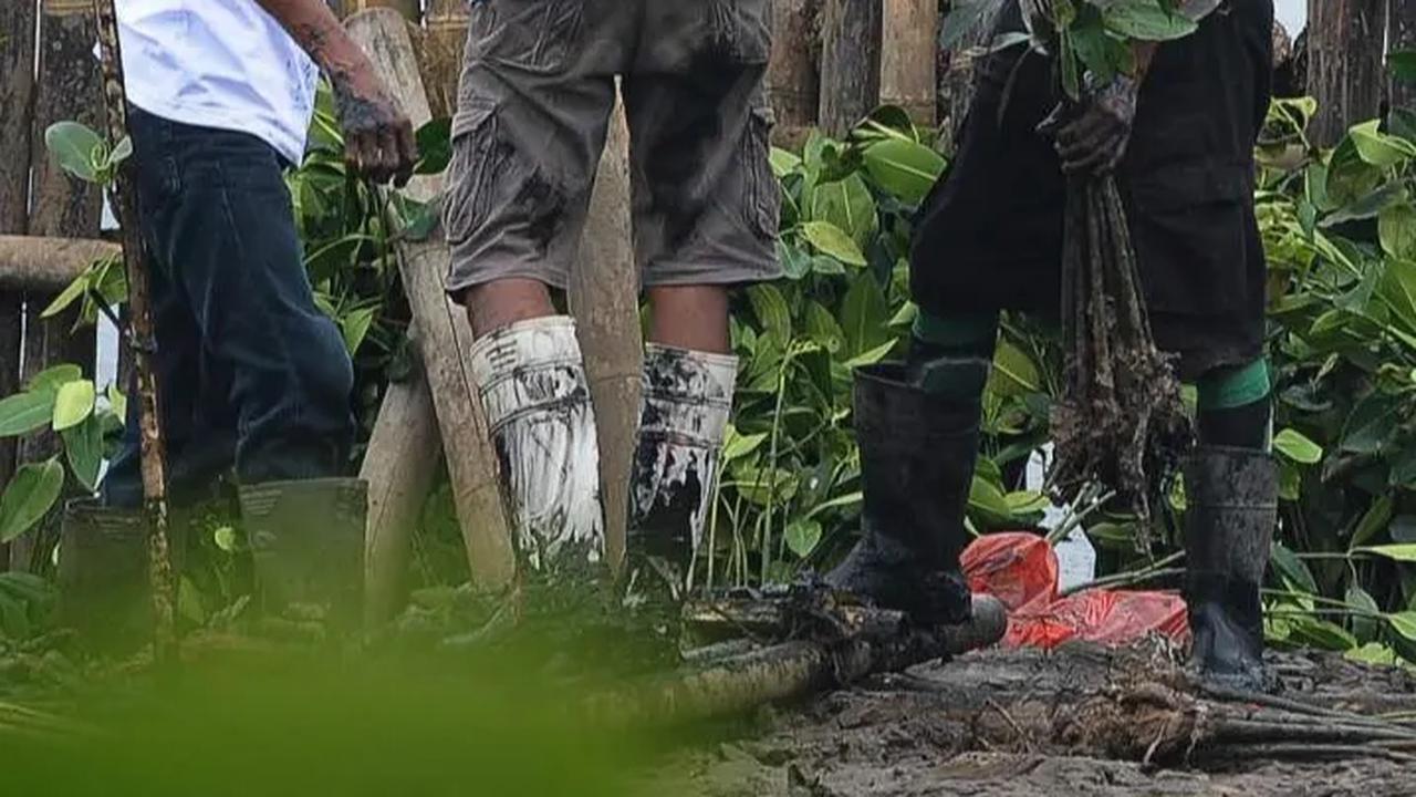 Penjaga kawasan saat melakukan penanaman Mangrove di area kawasan Eco Marine Mangrove Muara Angke Jakarta, kamis (7/12/2023).