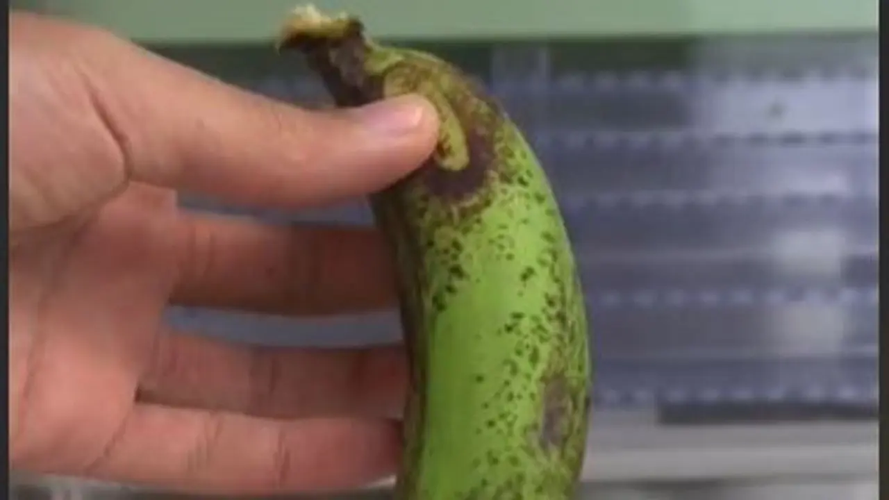 Warganet Berhasil Lakukan Eksperimen Membuat Tepung dari Pisang Mentah