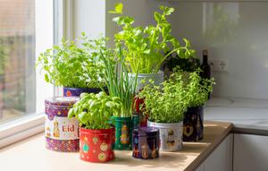 Kaleng Bekas untuk Tanaman Herbal Dapur/Ide Kebun Sayur Minimalis Pakai Kaleng Bekas Kue Lebaran (Sumber: gemini.com)
