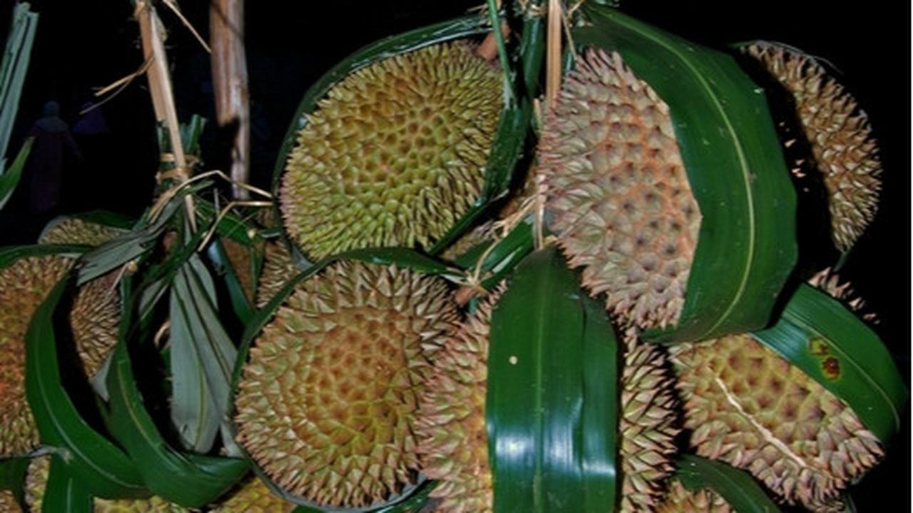 Ilustrasi durian