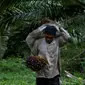 Seorang pekerja membawa cangkang sawit di sebuah perkebunan sawit di Sampoiniet, provinsi Aceh (7/3/2021). Kelapa sawit merupakan tanaman perkebunan yang memiliki produksi terbesar di Kabupaten Aceh. (AFP Photo/Chaideer Mahyuddin)