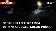 Seekor ikan berukuran cukup besar ditemukan terdampar di pinggir pantai