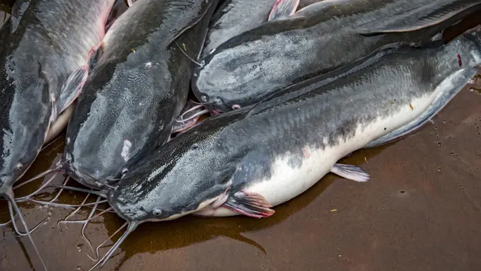 Ilustrasi ikan lele (Sumber: Istockphoto)